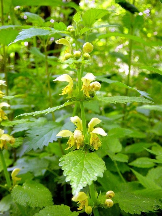 Lamium galeobdolon